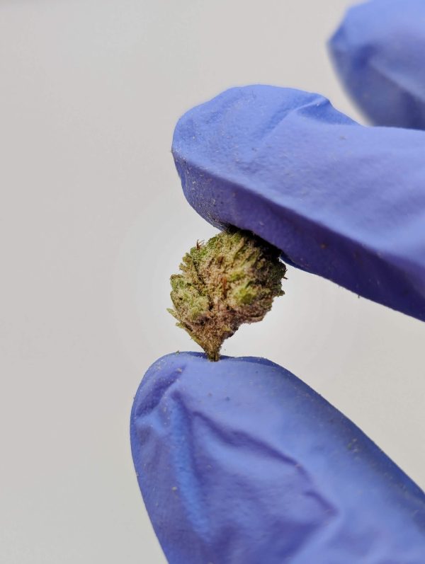 Gorilla Truffle Smalls - Image 3
